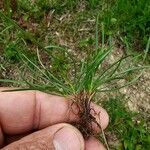 Festuca rubra Feuille