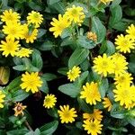 Sanvitalia procumbens Flower