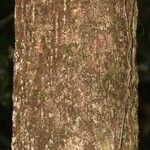 Manilkara bidentata Corteza