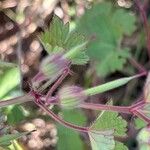 Geranium rotundifolium ഫലം