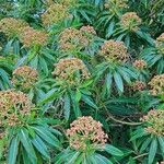 Euphorbia mellifera Lapas