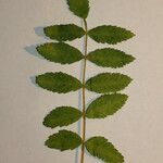 Rhus coriaria Otro