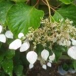 Schizophragma hydrangeoides 花