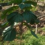 Ficus auriculata Habit