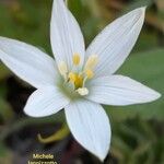 Ornithogalum gussonei Floare