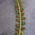 Asplenium viride Плід