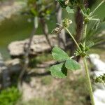 Medicago polymorpha Folio
