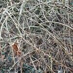Salix discolor Hábito