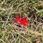 Striga asiatica Flower