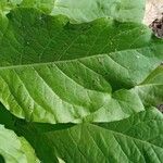 Nicotiana sylvestris Blad