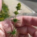 Galium murale Feuille