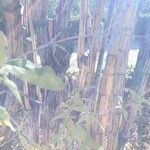 Abelia triflora خشب