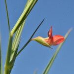 Lathyrus sphaericus 花