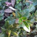 Barleria repens Hoja