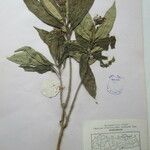 Rauvolfia serpentina その他の提案