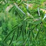 Vachellia seyal Folha