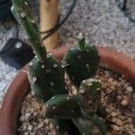 Opuntia triacanthos Folha