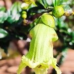 Crescentia mirabilis Flor