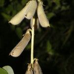 Crotalaria incana Плод