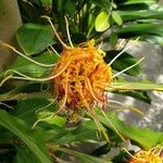 Hedychium longicornutum Flor