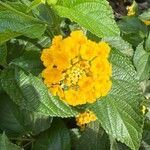 Lantana aculeata Flors