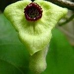 Aristolochia tomentosa Virág