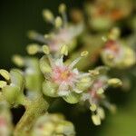 Cupaniopsis macrocarpa Flower