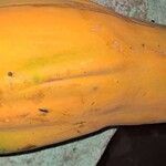 Carica papaya Φρούτο
