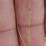 Psilurus incurvus Fula