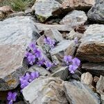 Viola diversifolia موطن