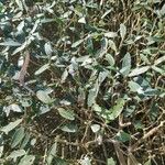 Phillyrea angustifolia Φύλλο