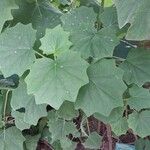 Roldana petasitis Leaf