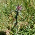 Carthamus caeruleus 葉