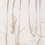 Vulpia unilateralis 形態