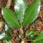 Crossosperma velutina Leaf