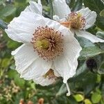 Eucryphia cordifolia Fiore