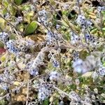 Myosotis minutiflora Fula