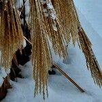 Miscanthus sinensis Mbuma