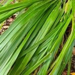 Brachypodium sylvaticum Folha