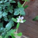 Bacopa monnieri Foglia