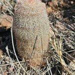 Echinocereus dasyacanthus Liść