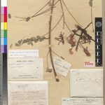 Delonix tomentosa Otro