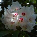 Rhododendron × geraldii Flower