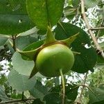 Sonneratia caseolaris Fruit