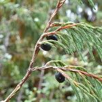 Juniperus recurva Hábito