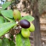 Acokanthera oblongifolia Φρούτο