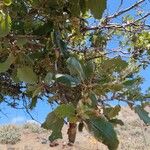 Quercus ithaburensis 叶