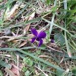 Viola odorata Кветка