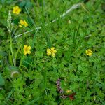 Oxalis exilis Flor