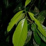 Ocotea dendrodaphne Hoja